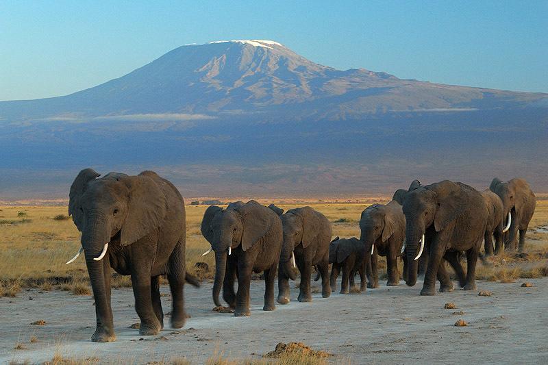 فندق Maasai Simba Camp أمبوسيلي المظهر الخارجي الصورة