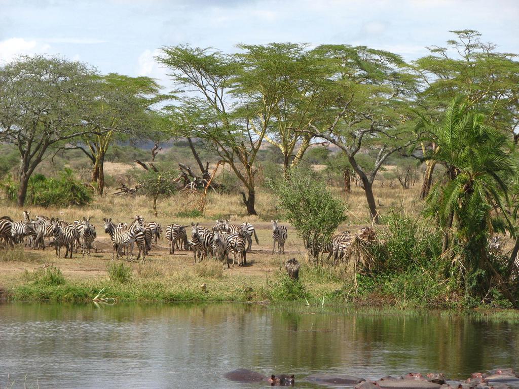 فندق Maasai Simba Camp أمبوسيلي المظهر الخارجي الصورة